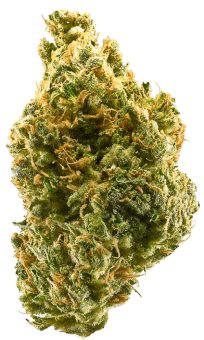Tangie